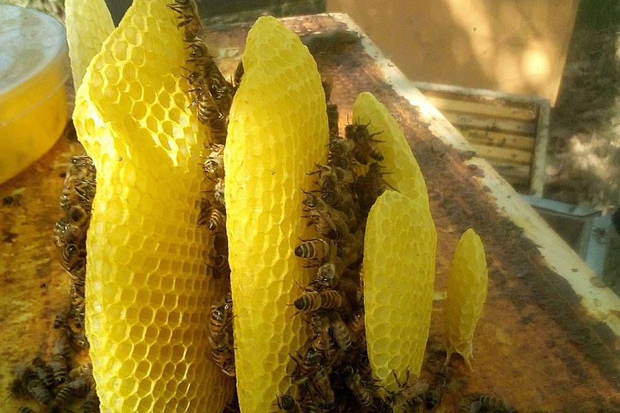 Beekeeping Scoviglio
