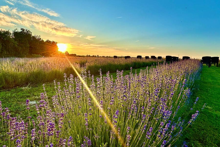 Lavender fields