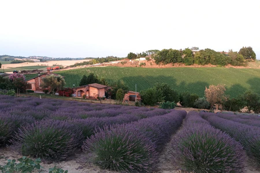 Lavender fields