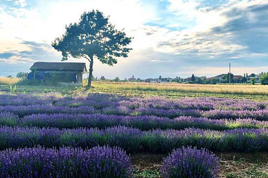 Lavender fields
